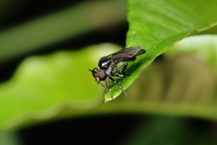 Oidardis