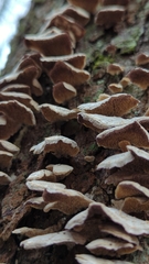 Trichaptum abietinum