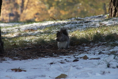 Sciurus carolinensis