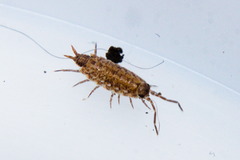 Porcellionides cingendus