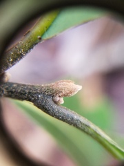 Persea borbonia