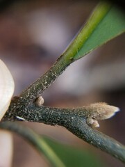 Persea borbonia