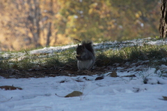 Sciurus carolinensis