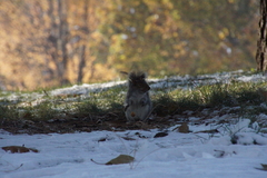 Sciurus carolinensis