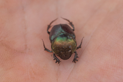 Proagoderus chalcostolus