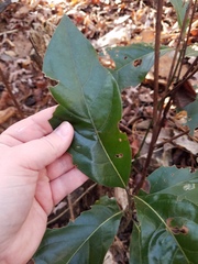 Persea borbonia