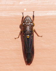 Homalodisca