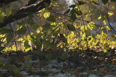 Sciurus carolinensis
