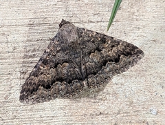 Eudesmeola lawsoni