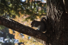 Sciurus carolinensis