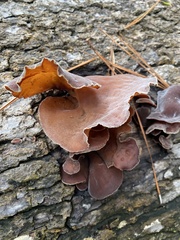 Auricularia polytricha