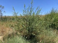 Salix triandra