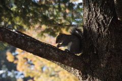 Sciurus carolinensis