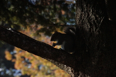 Sciurus carolinensis