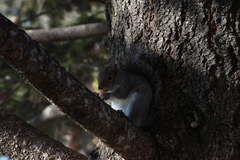 Sciurus carolinensis