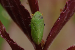 Tettigometra