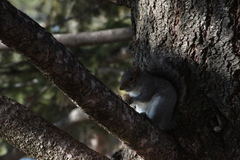 Sciurus carolinensis