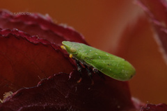 Tettigometra