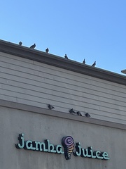 Columba livia domestica