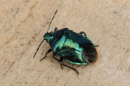 bzdocha kovovolesklá (Zicrona caerulea)