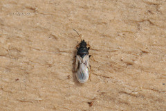 Metopoplax origani