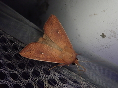 Mythimna pallidicosta