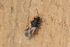 Metopoplax origani