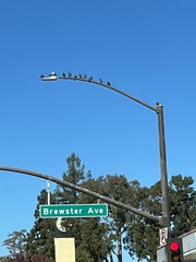 Columba livia domestica