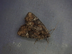 Mesapamea concinnata