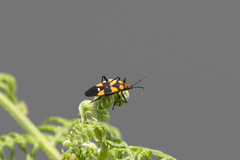 Oncopeltus famelicus