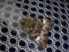 Triphaenopsis lucilla