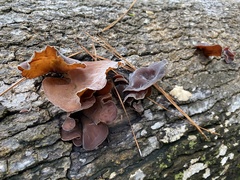 Auricularia polytricha