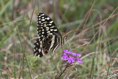 Papilio demodocus demodocus