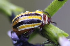 Kuschelina floridana