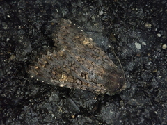Melanchra postalba