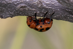 Euryope terminalis
