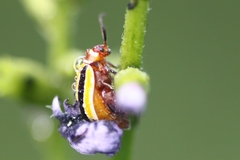 Kuschelina floridana