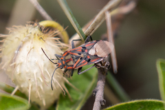 Spilostethus pandurus elegans