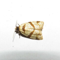 Fuscicepsana fuscicepsana