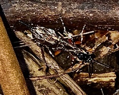 Itoplectis conquisitor