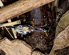 Itoplectis conquisitor