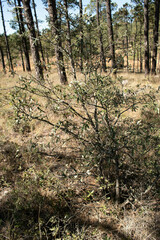 Quercus durifolia