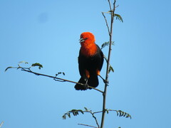Amblyramphus holosericeus