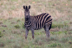 Equus quagga chapmani