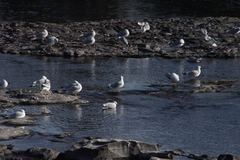 Larus delawarensis