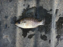 Lepomis gulosus