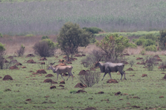 Tragelaphus oryx oryx