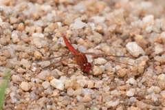 Crocothemis sanguinolenta