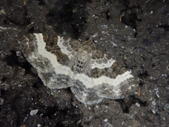 Epirrhoe supergressa supergressa