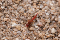 Crocothemis sanguinolenta